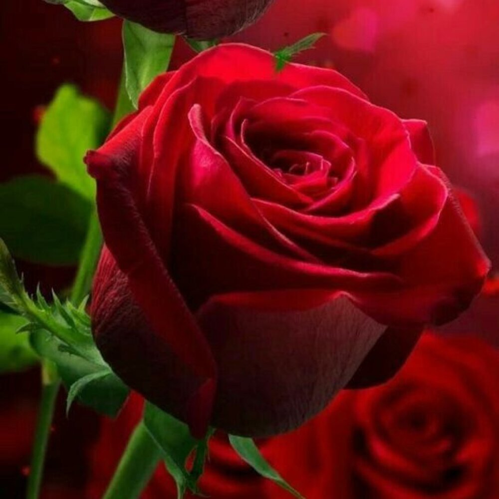 Meet your Posher, Aga